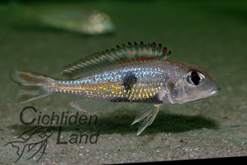 Callochromis pleurospilus 'Ujiji'